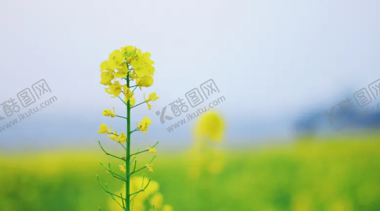 编号：50486801210659598227【酷图网】源文件下载-油菜花花朵