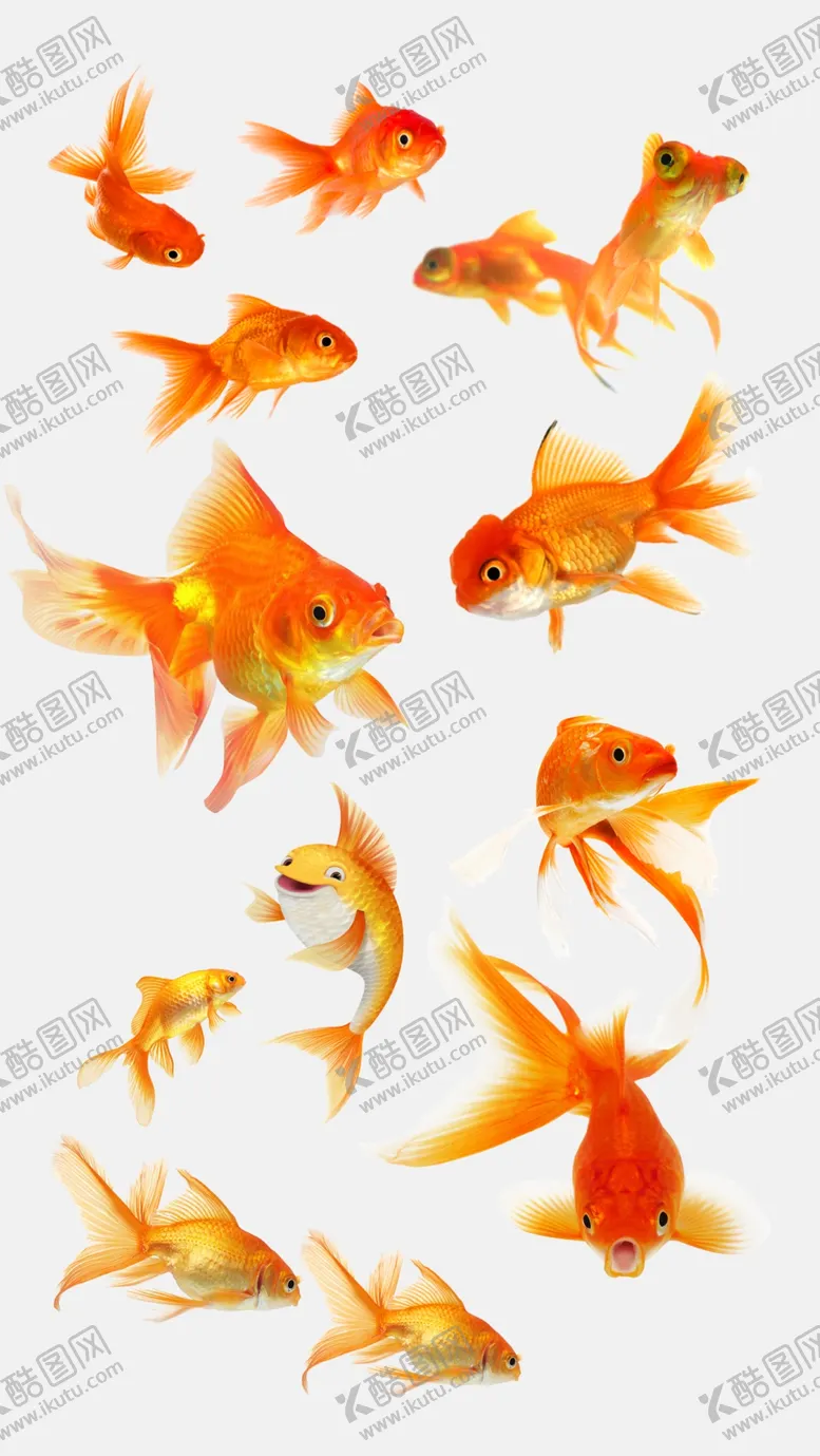 编号：05867910041338114506【酷图网】源文件下载-高清免扣金鱼素材