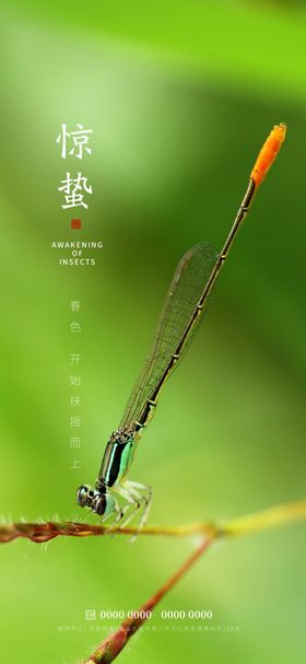 惊蛰春季蜻蜓节气春天