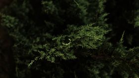 松树树枝植物背景