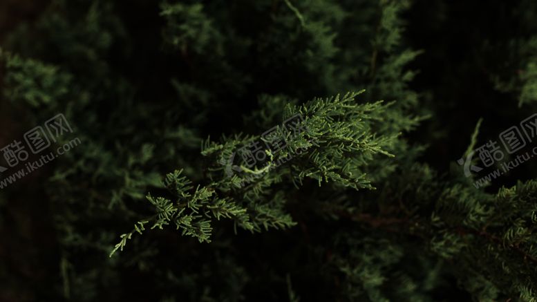 编号：99055706241209322085【酷图网】源文件下载-松树树枝植物背景
