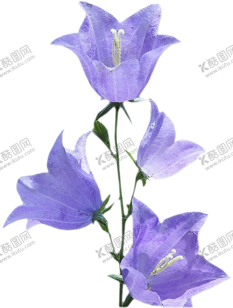 编号：70097504292241043196【酷图网】源文件下载-免扣风铃草元素图片