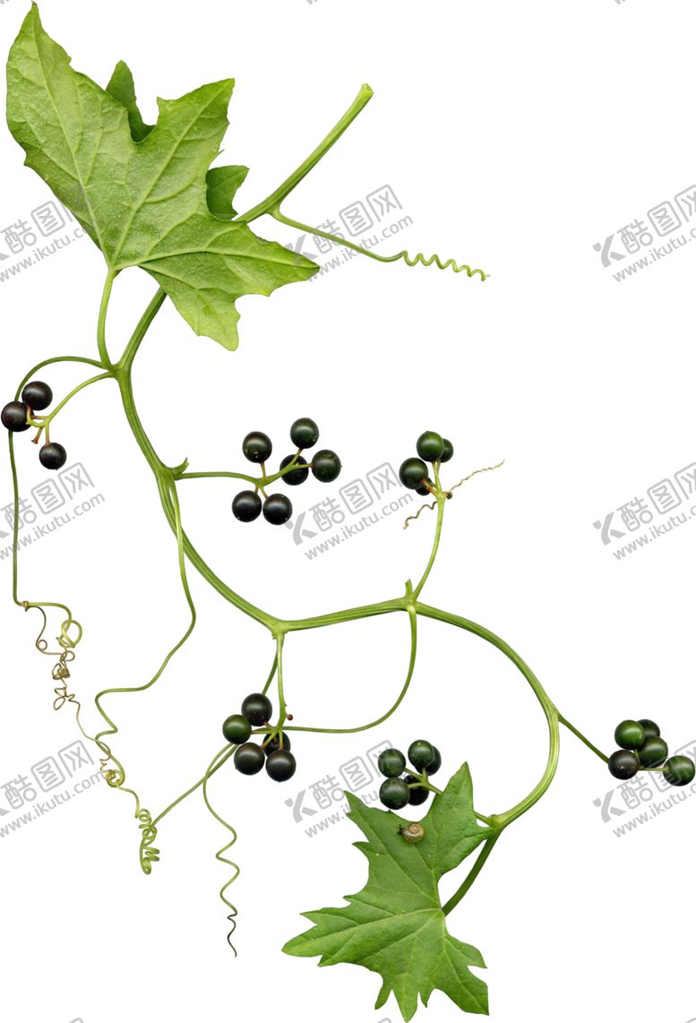 编号：20554202081434019323【酷图网】源文件下载-绿树叶