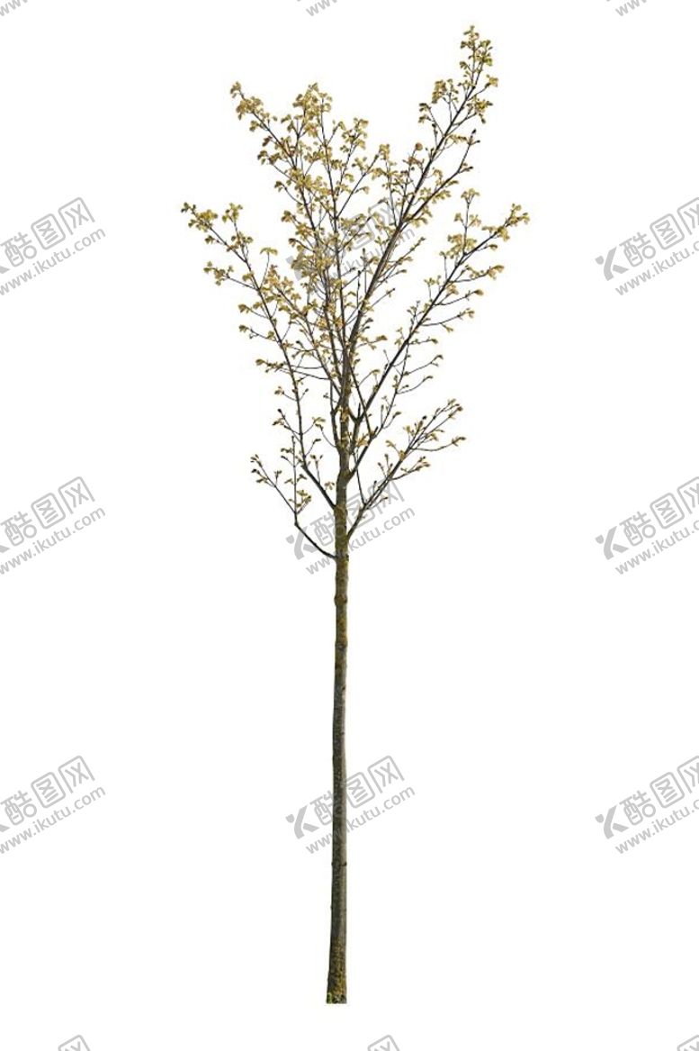 编号：98015710060025433287【酷图网】源文件下载-树