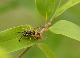 蜜蜂摄影昆虫生物世界虫类