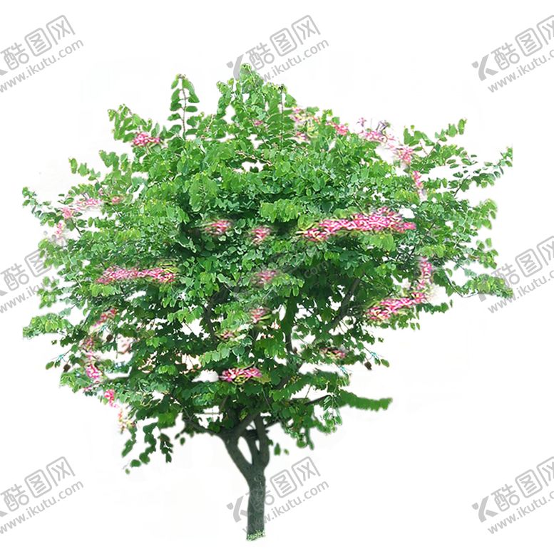 编号：56253610041857364487【酷图网】源文件下载-植物