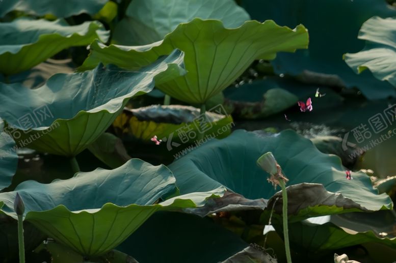 编号：98858909131003318537【酷图网】源文件下载-池塘