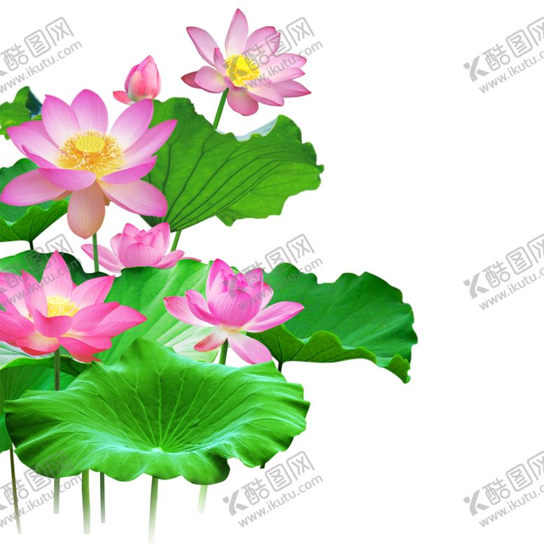 编号：14442410231440154572【酷图网】源文件下载-荷花