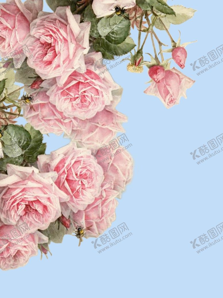 编号：14444909270814409685【酷图网】源文件下载-玫瑰花