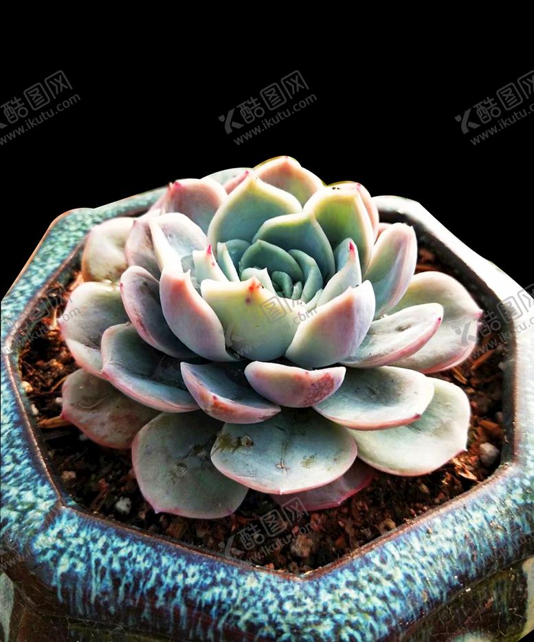 编号：16347209161623483579【酷图网】源文件下载-多肉植物蓝色惊喜