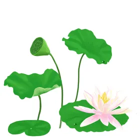 荷花元素植物装饰手绘材手绘