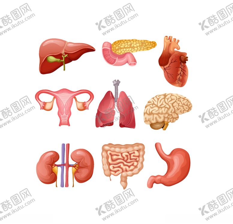 编号：20515810042328586248【酷图网】源文件下载-矢量器官