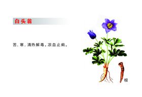 白头翁口服液