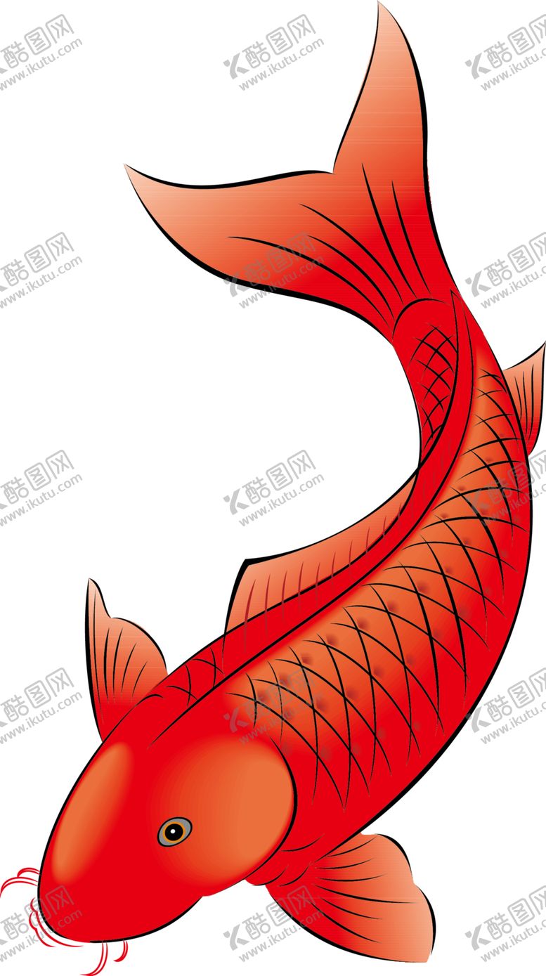 编号：56128007070040514411【酷图网】源文件下载-锦鲤