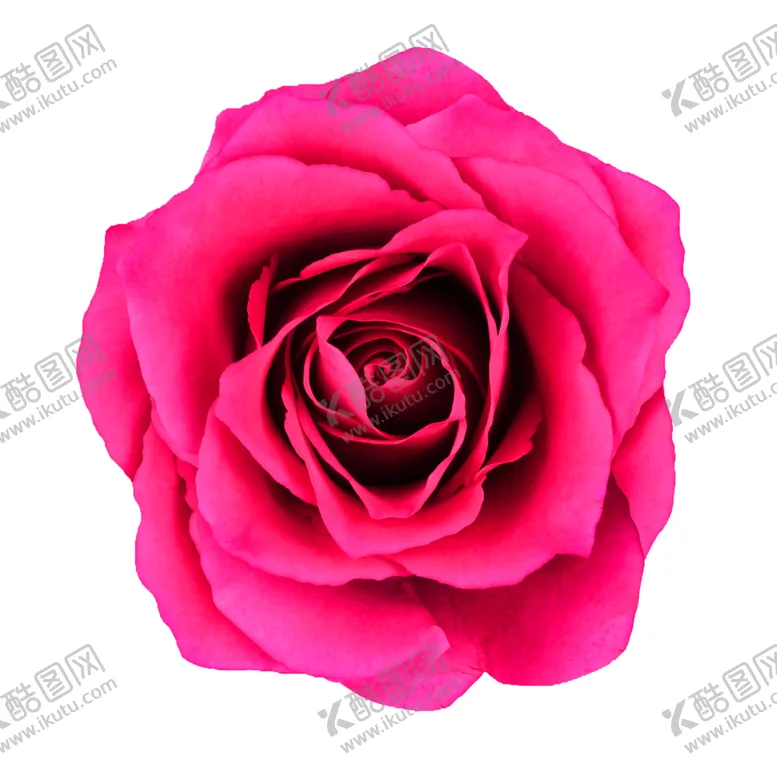 编号：71383006302122394487【酷图网】源文件下载-鲜花装饰