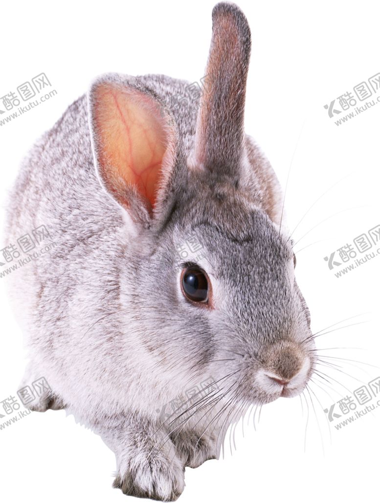 编号：48047409300028431694【酷图网】源文件下载-兔子