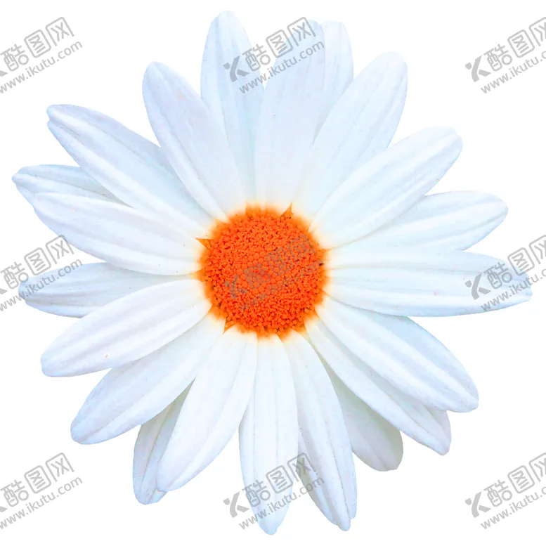 编号：55388506250310363416【酷图网】源文件下载-花素材