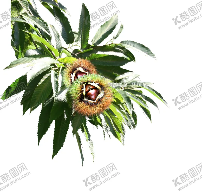 编号：40187707012324141623【酷图网】源文件下载-绿色相框