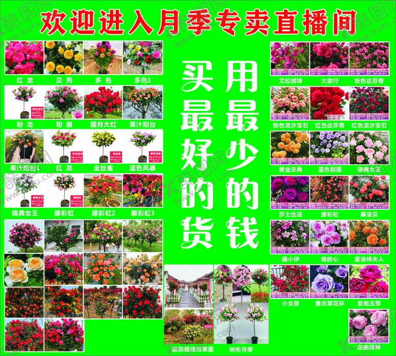 编号：32000410161651416477【酷图网】源文件下载-月季花