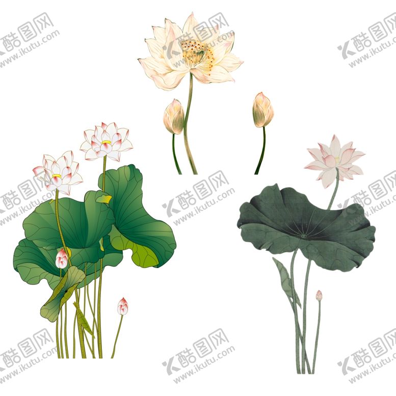 编号：78877810171408394921【酷图网】源文件下载-工笔荷花
