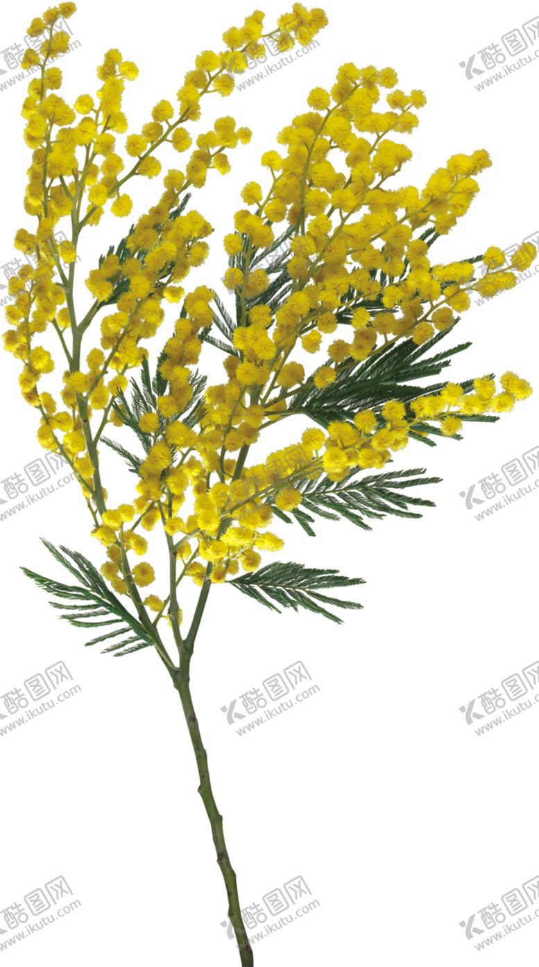 编号：83012311011118197721【酷图网】源文件下载-鲜花素材