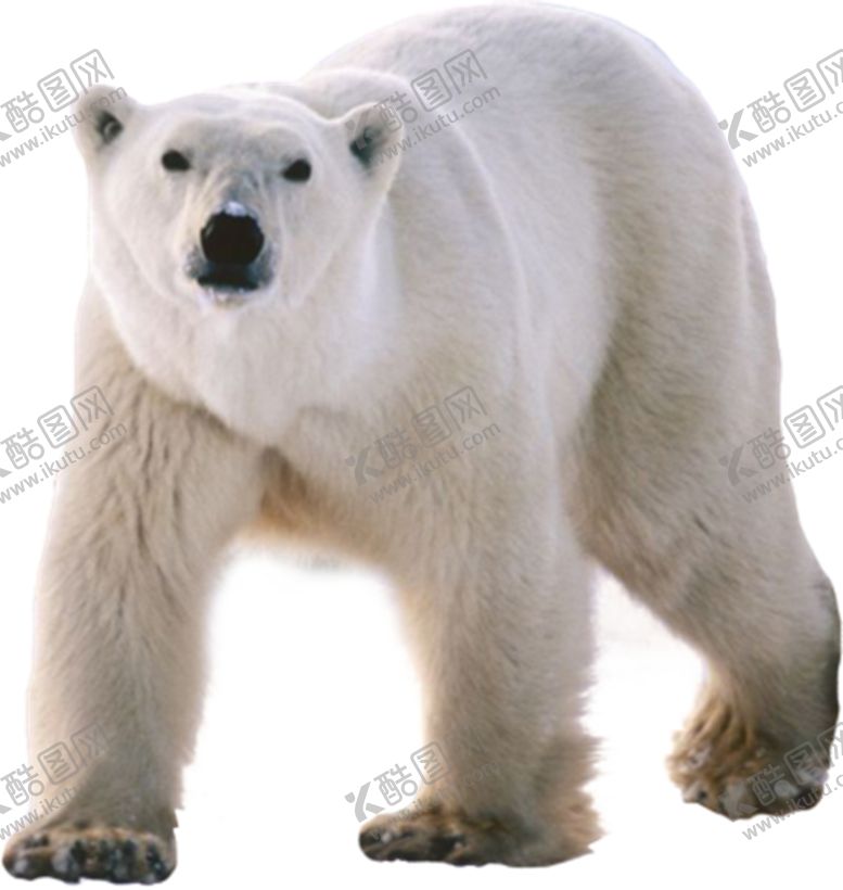 编号：46493809242144455044【酷图网】源文件下载-北极熊