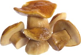 蘑菇素材