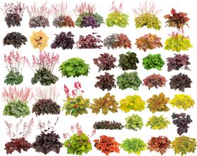 多样色彩植物集合展示