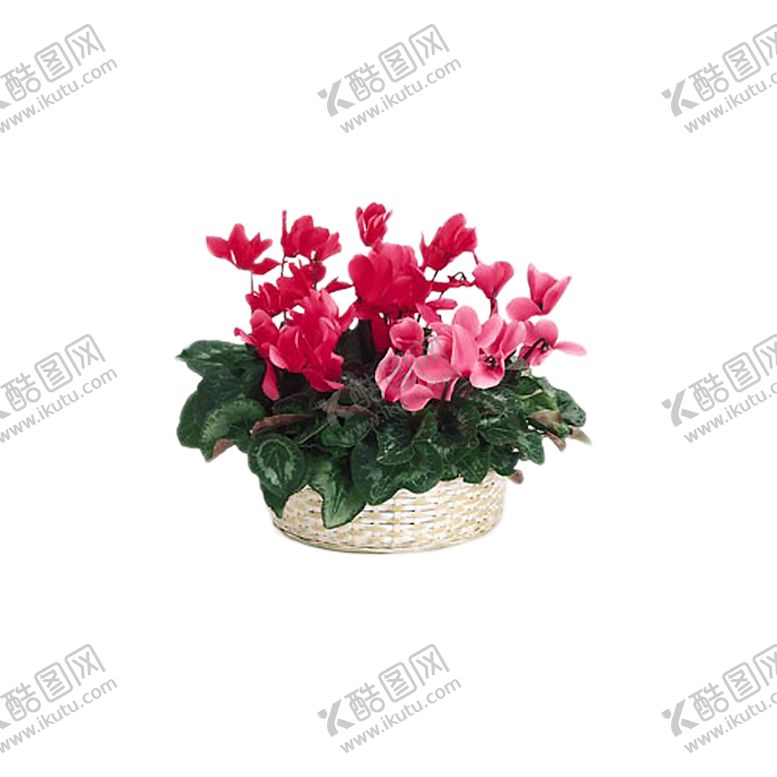 编号：96472206282318196925【酷图网】源文件下载-绿色植物