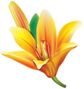 百合花