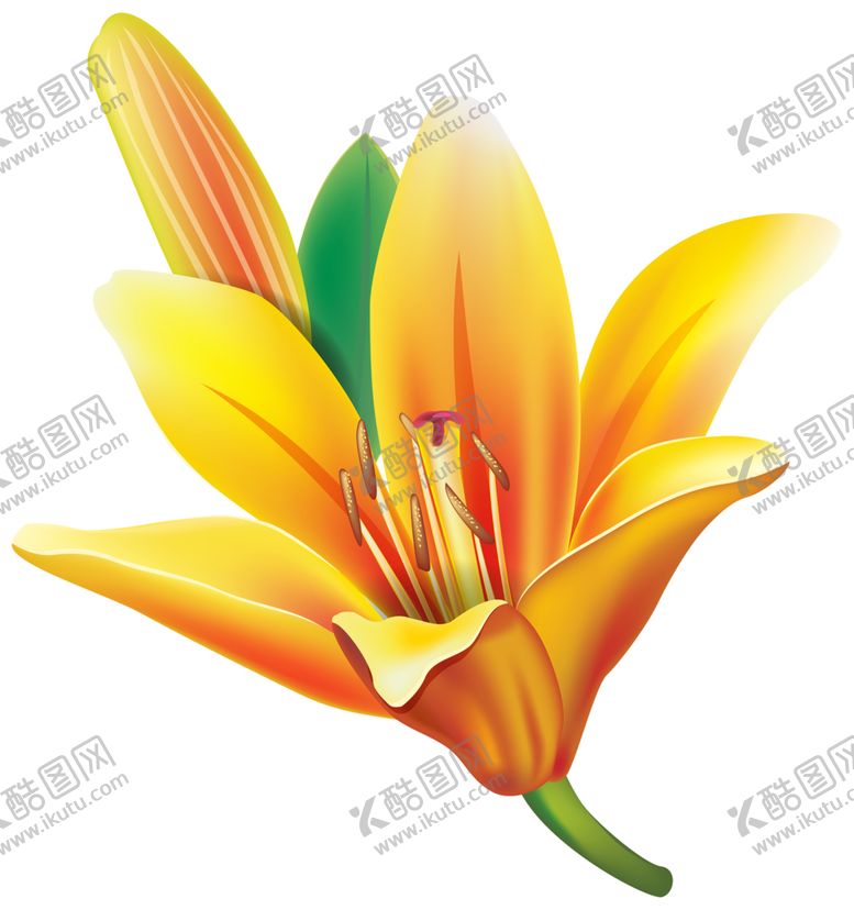 编号：24926505030318303543【酷图网】源文件下载-百合花