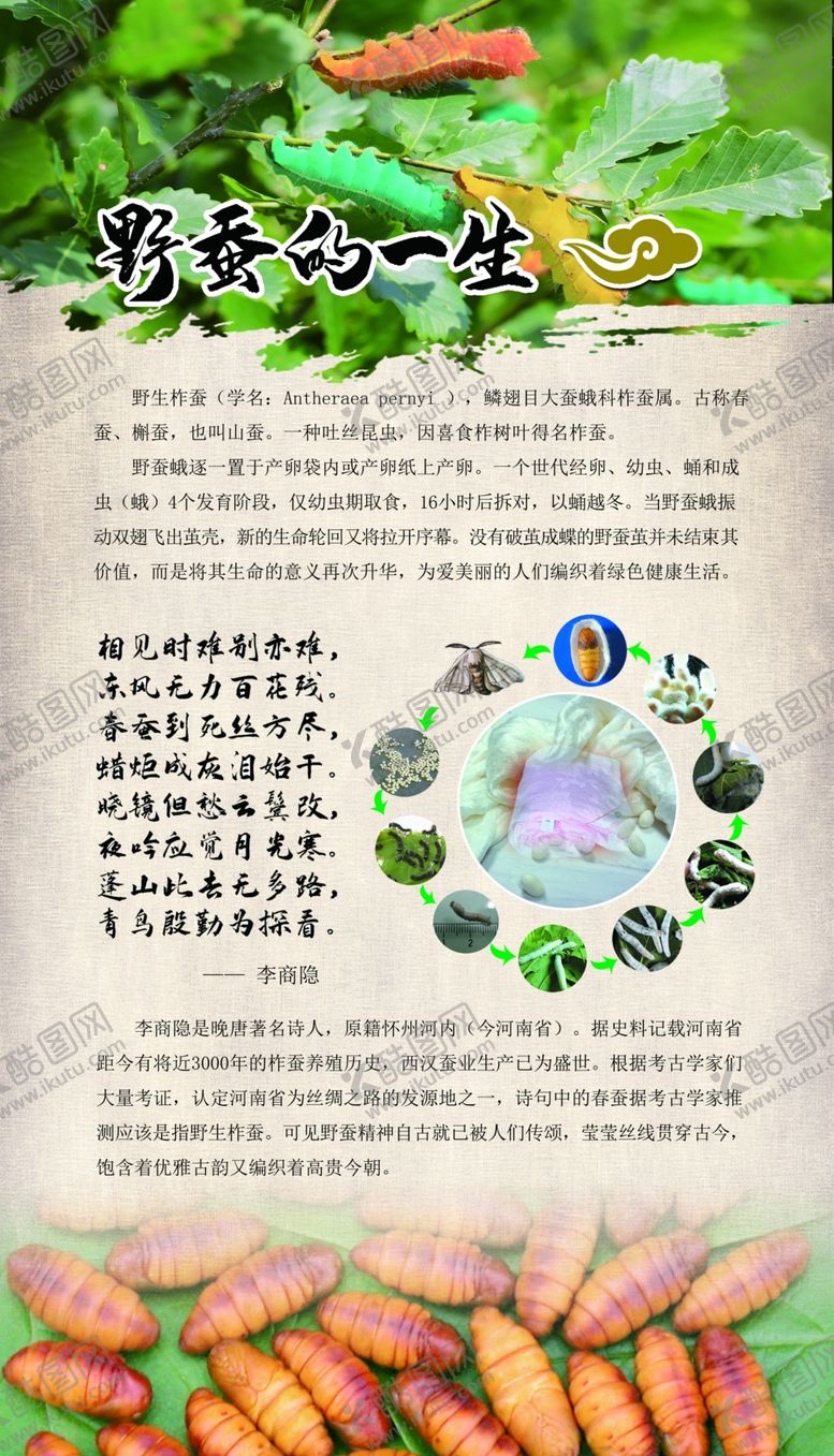 编号：72402706251902135051【酷图网】源文件下载-野蚕