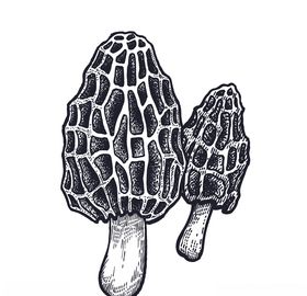 蘑菇