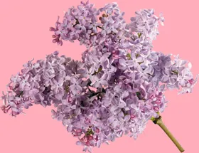 丁香花心蕊鲜