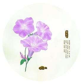 手绘牵牛花