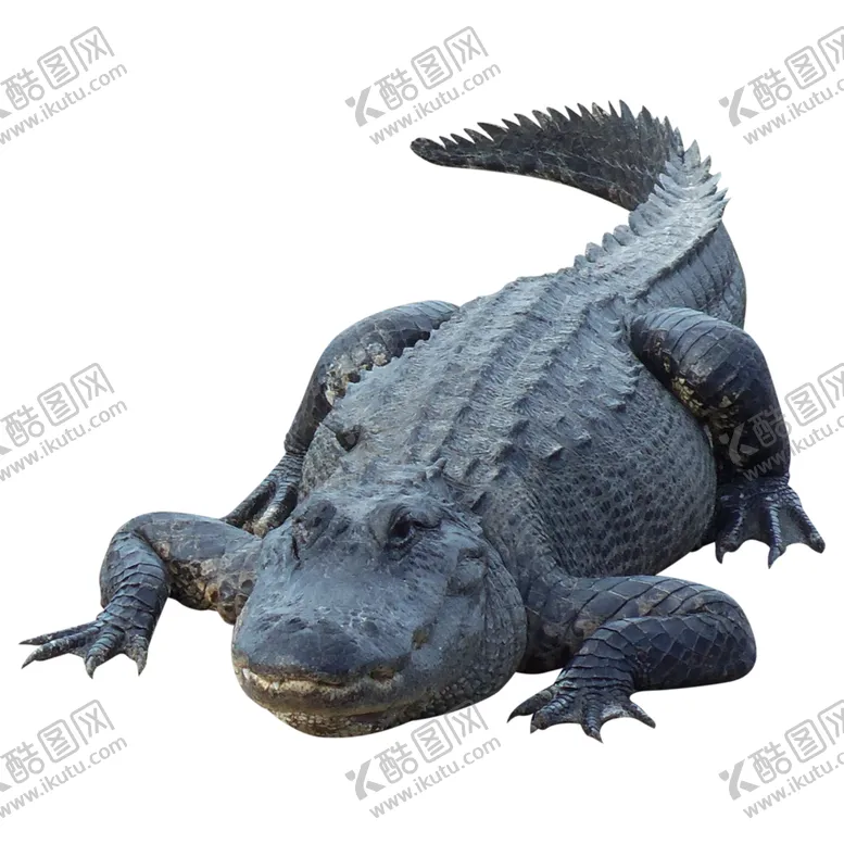 编号：51055905150555184735【酷图网】源文件下载-鳄鱼