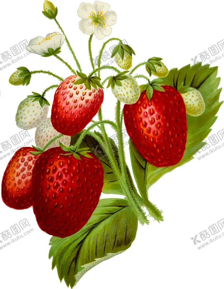 编号：36775204130653416789【酷图网】源文件下载-草莓插画