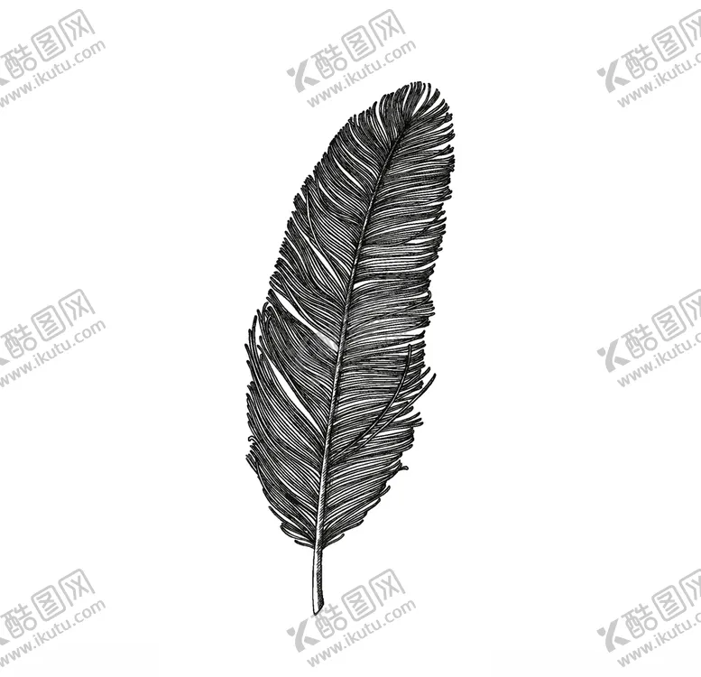 编号：34768006290410143763【酷图网】源文件下载-羽毛