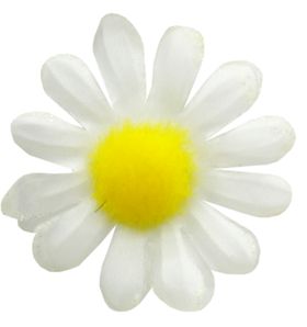 洋甘菊免扣png图片