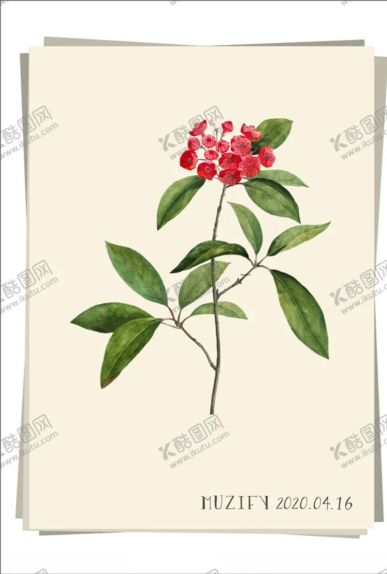 编号：17387106290155106305【酷图网】源文件下载-山月桂植物图鉴