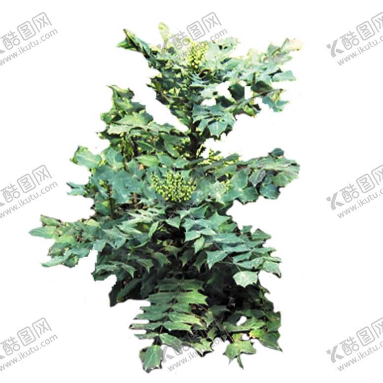 编号：77832107121933465618【酷图网】源文件下载-绿色植物
