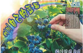 蓝莓