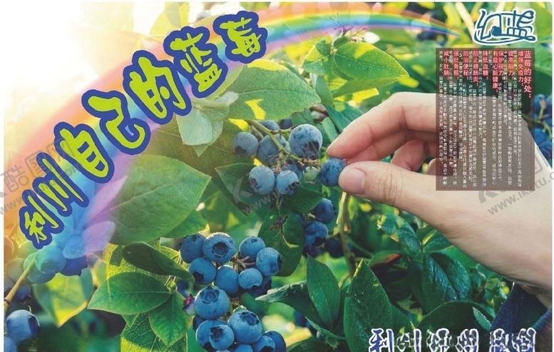 编号：21033506241517378474【酷图网】源文件下载-蓝莓