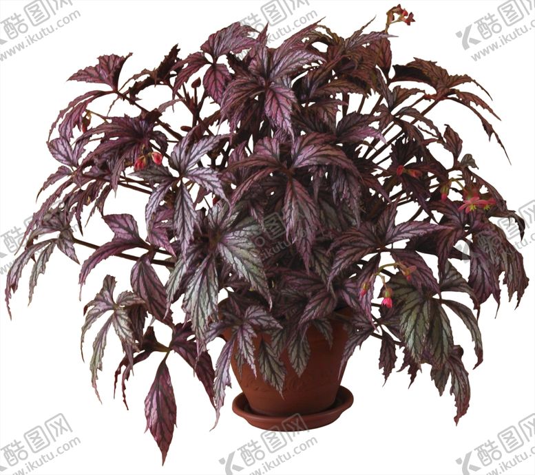 编号：70688510300507123651【酷图网】源文件下载-免扣植物树木素材图片