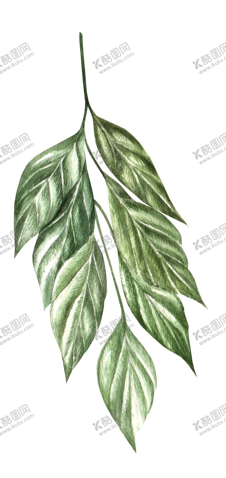 编号：74415510172221174323【酷图网】源文件下载-水彩绿叶绘画图案