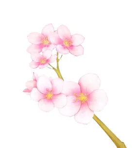 手绘桃花