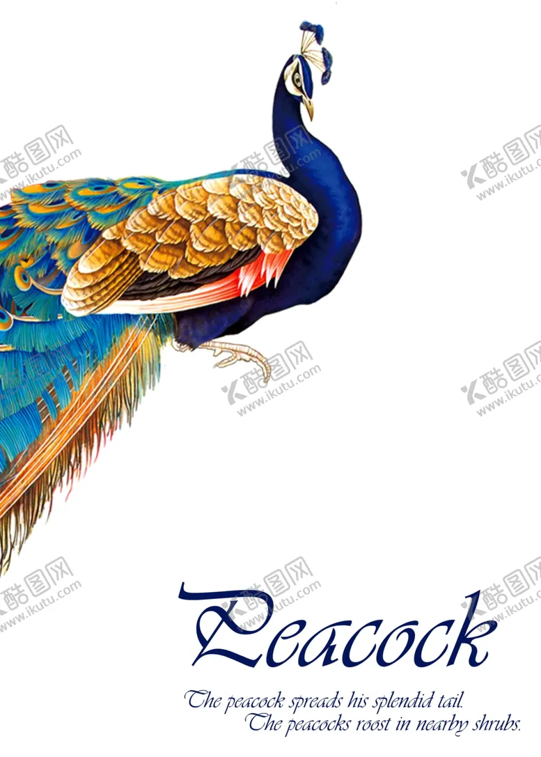 编号：38945806262218309912【酷图网】源文件下载-孔雀背景墙装饰画