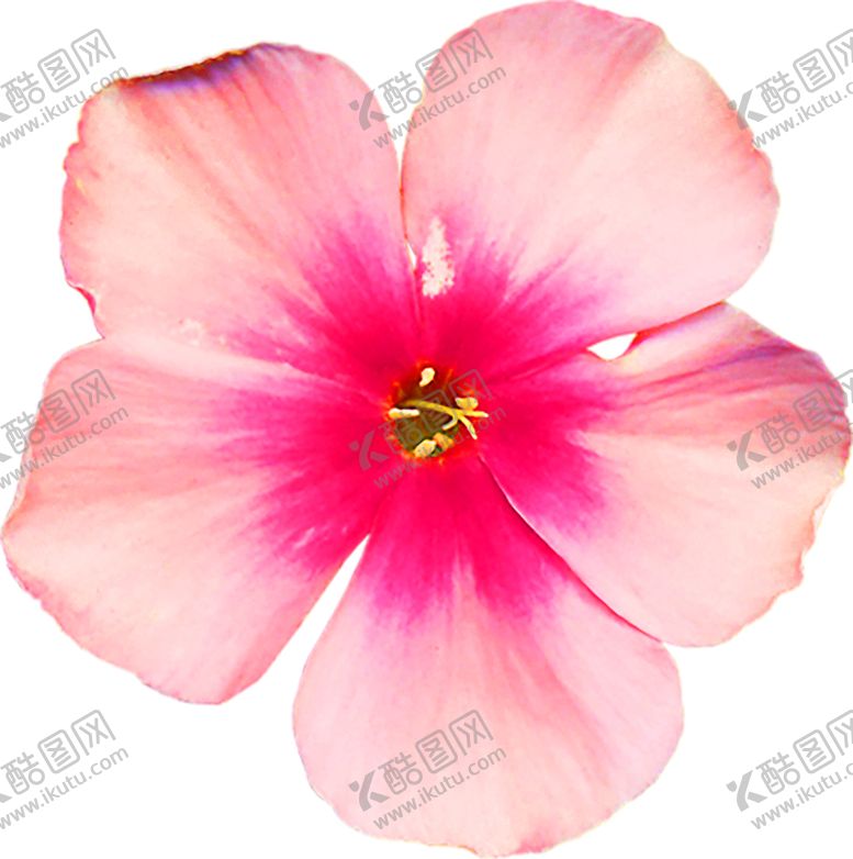 编号：58560110090203064082【酷图网】源文件下载-花素材