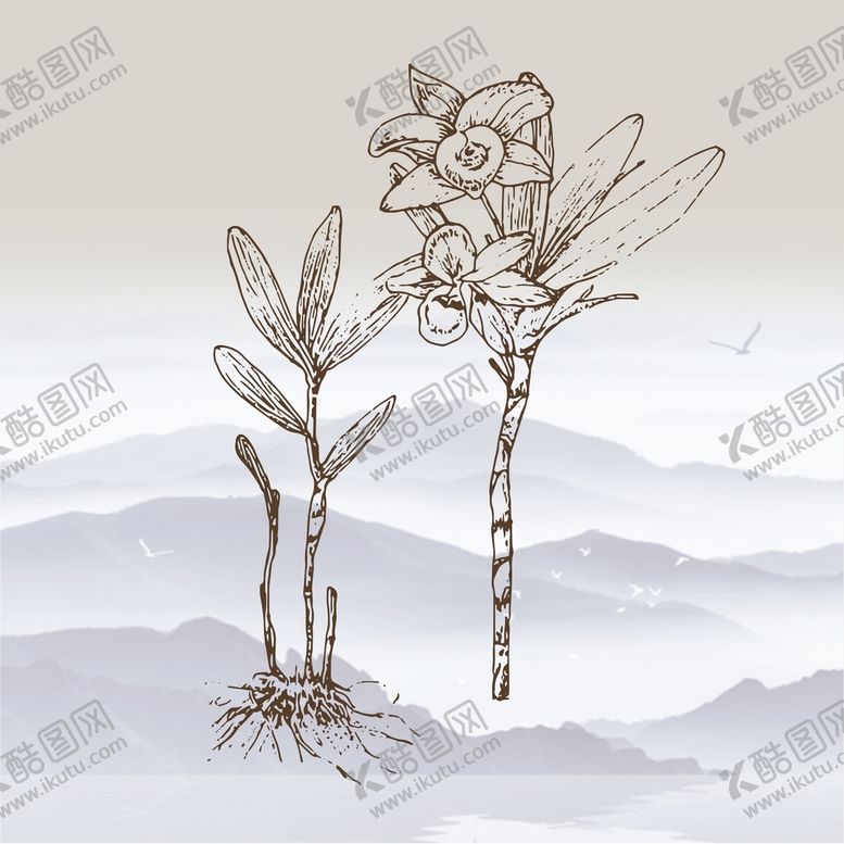 编号：93824509140907497935【酷图网】源文件下载-石斛矢量线稿