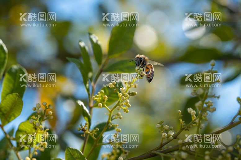 编号：59780712180546287362【酷图网】源文件下载-蜜蜂